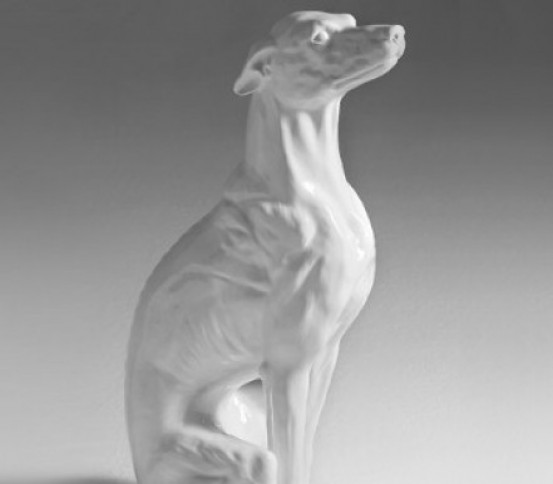 White greyhound